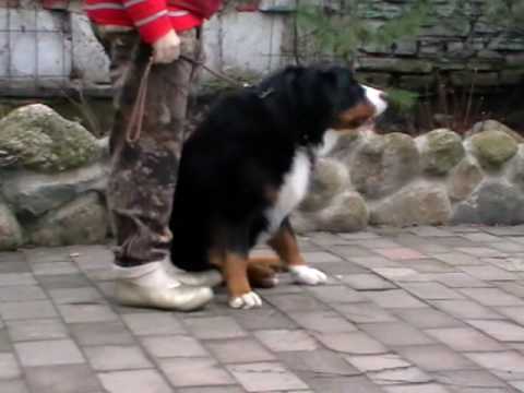 Видео: Занятие по защите, зенненхунд БАЙ, возраст 1 год