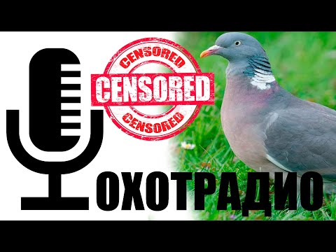 Видео: 🔴ОхотРадио-ВОПРОСЫ-ОТВЕТЫ-РАЗГОВОРЫ 29.07.2023