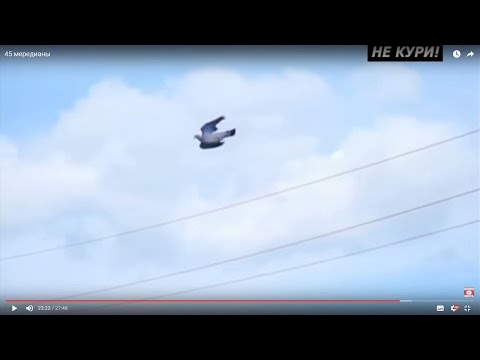 Видео: Охота на вяхиря. Охота на голубей . 2018