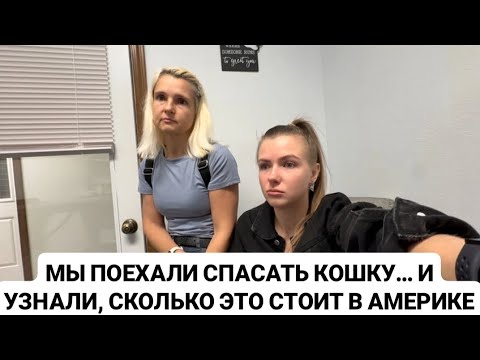 Видео: VLOG: МЫ ПОЕХАЛИ СПАСАТЬ КОШКУ… И УЗНАЛИ, СКОЛЬКО ЭТО СТОИТ В АМЕРИКЕ.