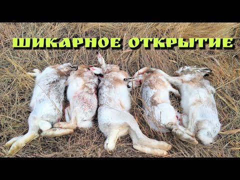Видео: Охота на зайца! Супер открытие 25-26г