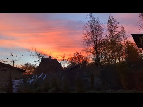 Видео: 23.10.24.Дача..Пересадка Гортензии.Положили трубу и подпилили Ёлку.