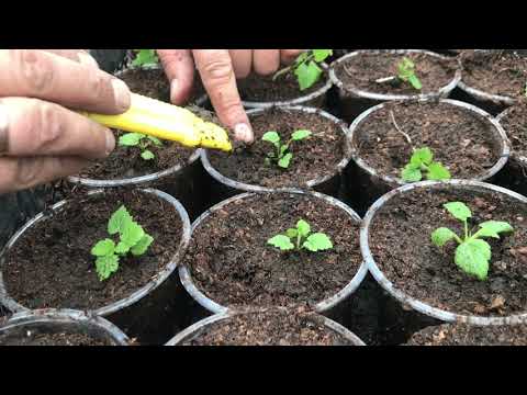 Видео: Высадка малины с маточного корня. Супер способ!