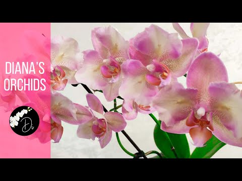 Видео: Размножение орхидей - Раскрываю ВСЕ Секреты!