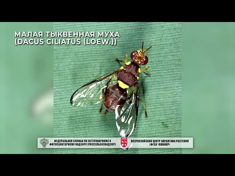 Видео: Малая тыквенная муха (Dacus ciliatus (Loew.))