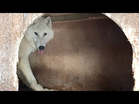 Видео: Типичное поведение ВОЛКА, Арктическая Волчица ФУРИЯ.