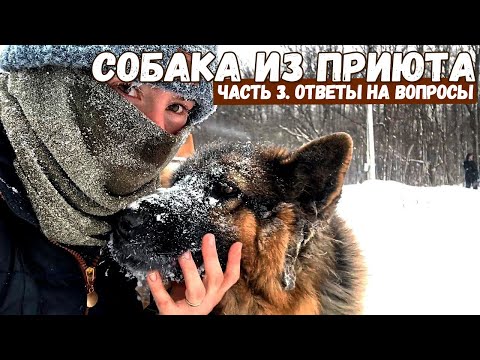 Видео: Взяли собаку из приюта / Часть 3. ОТВЕТЫ НА САМЫЕ ИНТЕРЕСНЫЕ ВОПРОСЫ
