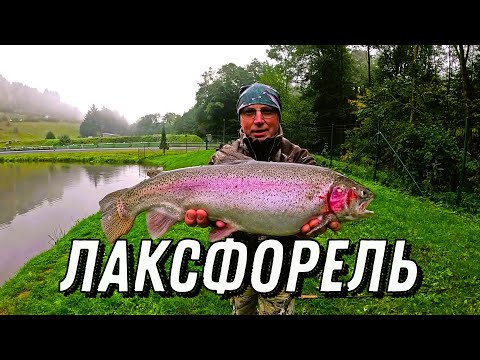Видео: Лаксфорель, хапнул икорки!