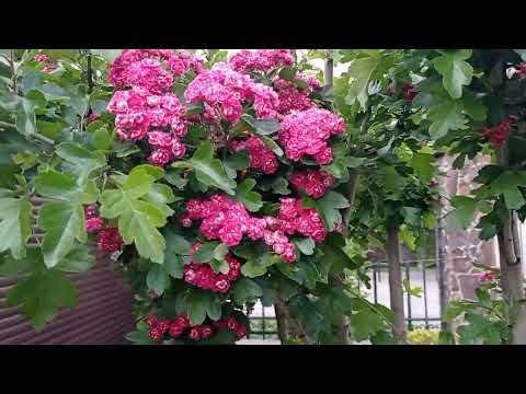 Видео: Опять в гостях в саду у соседки. Как всё изменилось!