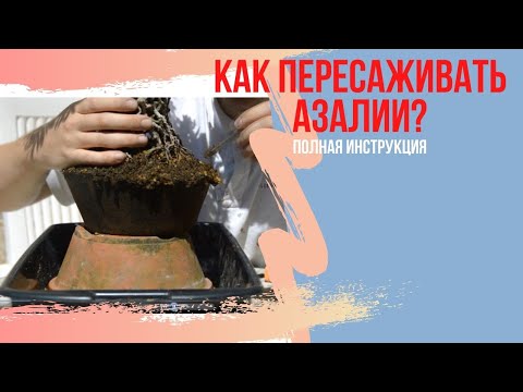 Видео: Уход за бонсай из азалии: пересадка бонсай из азалии. Как правильно пересаживать азалию бонсай.