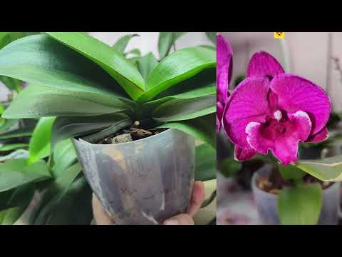 Видео: Полив і пошуки квітоносів! Багато буде краси❤️