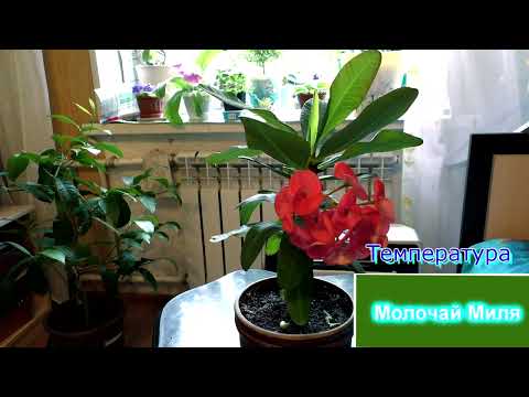 Видео: Молочай Миля крупноцветковый. Почему я не знала о нем раньше! Уход, выращивание