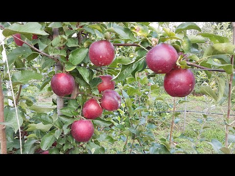 Видео: Яблоня Моди