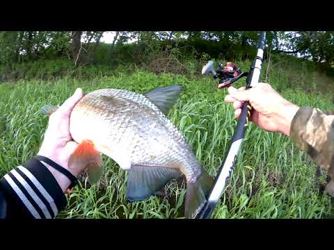 Видео: Ловля в проводку на пшеницу моя трофейная густёрка 835 грамм