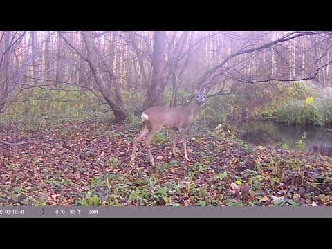 Видео: Дальні рубежі 2025-10-28_2025-11-08