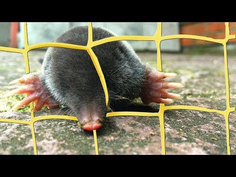 Видео: Борьба с кротами ЭФФЕКТИВНАЯ ЗАЩИТА ОТ КРОТОВ