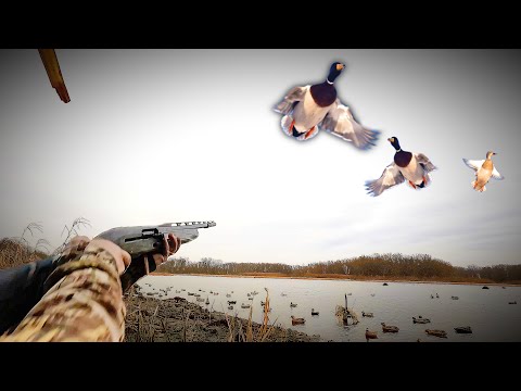 Видео: Миграция крякв через крошечный канал ручья