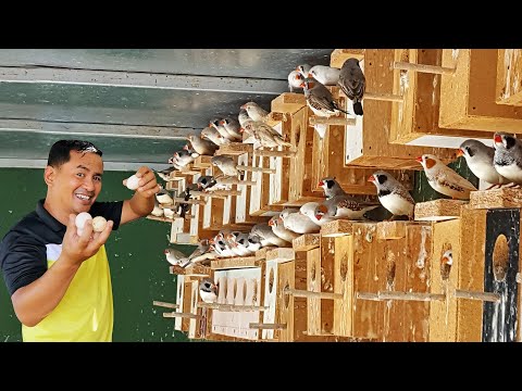 Видео: Мой природный вольер для зябликов и попугаев — недавно построенное бамбуковое гнездо! Советы о то...