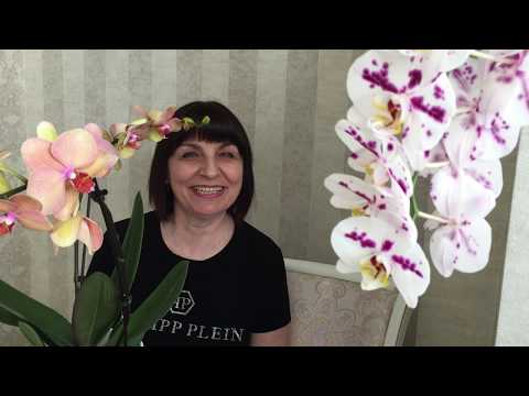 Видео: Сколько у меня орхидей?))) Посчитаем вместе))