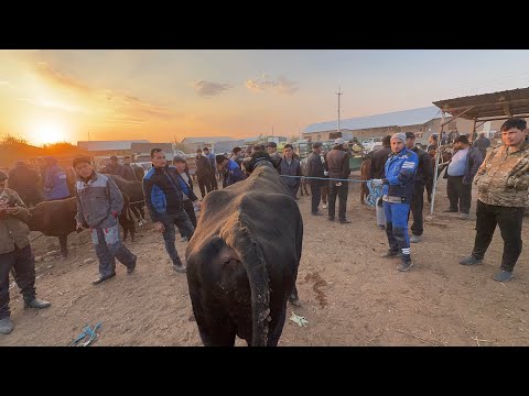 Видео: 20 октября 2024 г. ТУРТКУЛЬ МОЛ БОЗОР НАРХЛАРИ я