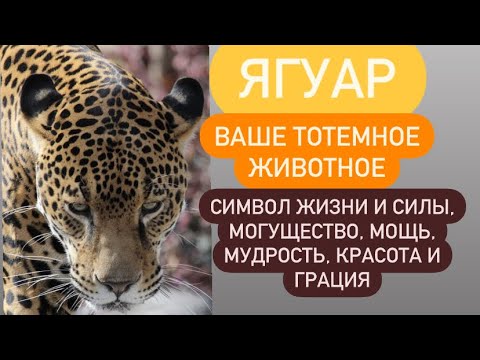 Видео: ЯГУАР- ваше тотемное животное#могущество, мощь, мудрость, сила, стремительность, красота и грация#