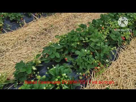 Видео: Сорт мурано, плодоношение в разгар лета🍓👍