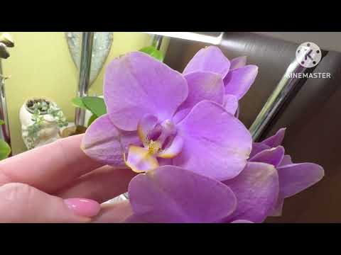 Видео: Цветут #орхидеи:#DendrobiumLindleyi, #Phal.SogoYukidian, #Phal.Minion, #Phal.Yolo, #Phal.Stuartiana…