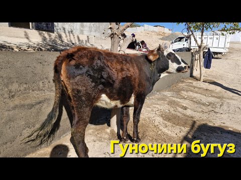 Видео: Стоп ✋️ савдо шуд рафт. Ленинский раён