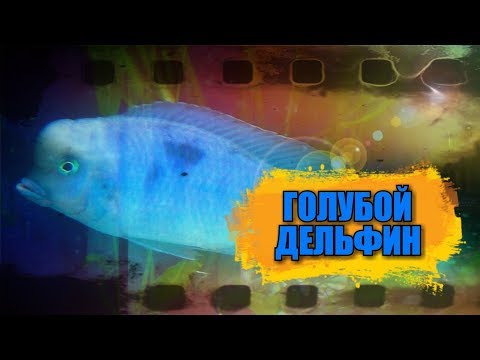 Видео: Нерест аквариумной рыбки  голубой дельфин.