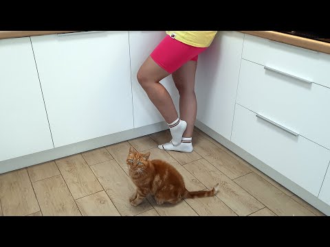 Видео: Влажность, Жена, Кот, Продолжение стройки | Ответы на вопросы