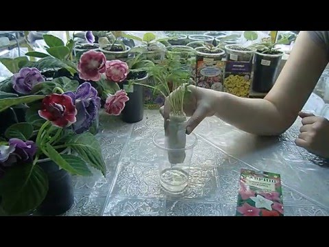 Видео: 🌱Ипомея перистая ! Рассада выросла без земли ! Просто на воде 🌱