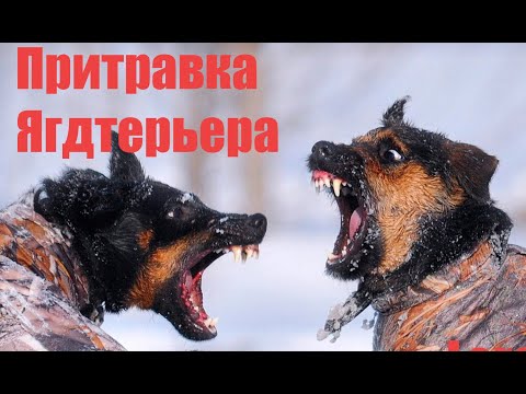 Видео: Притравливаем Ягдтерьера на искусственной норе.
