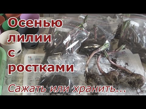 Видео: Как сажать осенью луковицы лилий с ростками. Четыре варианта для сохранения луковиц лилий.