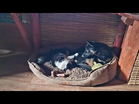 Видео: Мокрые листья, плетистая роза и пушистая интригантка