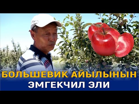 Видео: БОЛЬШЕВИК АЙЫЛЫНЫН ЭМГЕКЧИЛ ЭЛИ