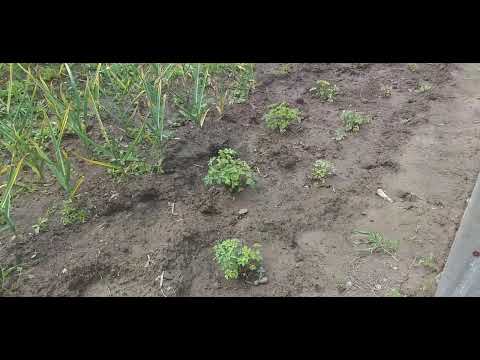 Видео: Пересадка Аквилегий.