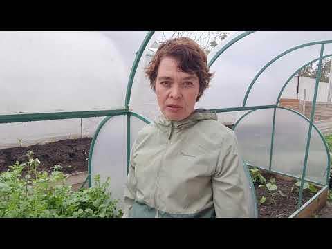 Видео: Почему редис растёт мелким и быстро уходит в "стрелку"?