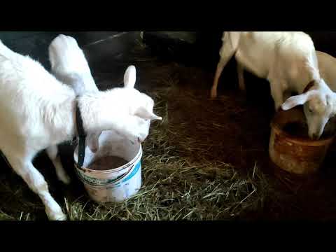 Видео: Таскаю сено.Не получилось проколоть коз.Козочка отказывается есть Коза сильно беспокоится
