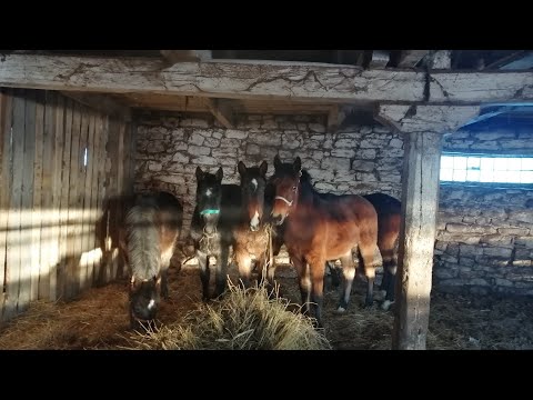 Видео: Жеребята полутяжики// надел недоуздки дикарям// привыкаем к поводу