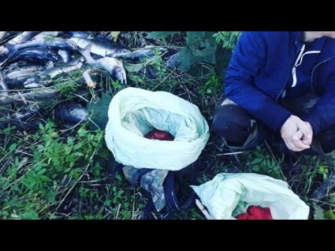 Видео: Погоня за пловцом-суицидником.