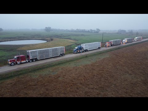 Видео: Перевозка скота из Даймбокса, Техас, в Далхарт, Техас. Перестановка телок.