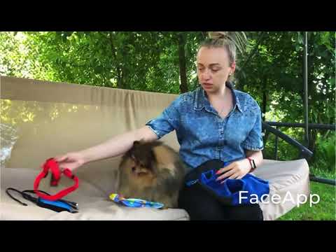 Видео: СУМКА-кенгуру для ШПИЦА/АВТОМОБИЛЬНЫЙ поводок