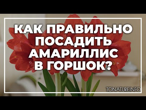 Видео: Как правильно посадить амариллис в горшок? | toNature.Info