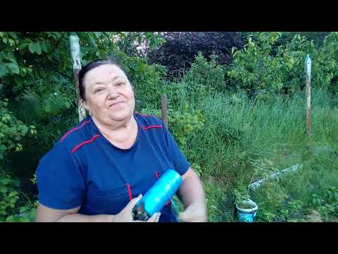 Видео: Подвязка томатов на шпалере