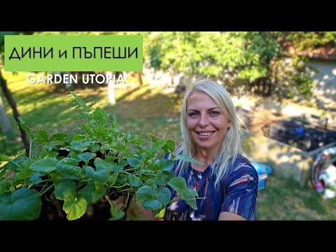 Видео: Засаждане на ДИНИ, ПЪПЕШИ и ЛЮТИ ЧУШКИ, капково