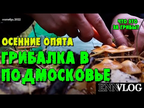Видео: ОПЯТА В ПОДМОСКОВЬЕ! ЧТО ЭТО ЗА ГИБЫ?Грибы есть, открыли сезон.