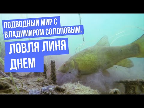 Видео: Ловля линя днем \ Подводный мир с Владимиром Солоповым