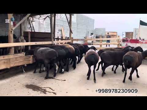 Видео: КОРНИДА БОЛАСИ БОР СОВЛИКЛАРИМИЗ обуна болишни унитманг ✅