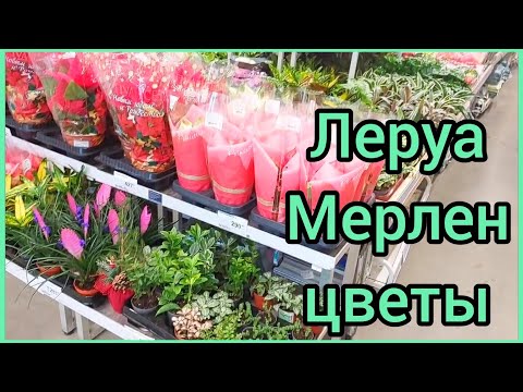 Видео: 09.01.24 #ЛеруаМерлен 🌸 #новые #цветы 🌿 #орхидеи 🌸 #суккуленты #фикус #алоказия #растения #Липецк