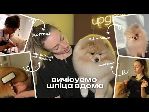 Видео: СЕКРЕТИ ДОГЛЯДУ ЗА ШПІЦЕМ: ідеальна шерсть за 10 хвилин